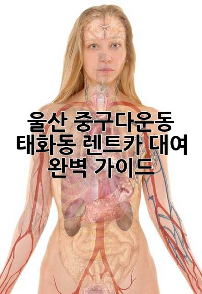 울산 중구(다운동, 태화동) 렌트카 대여: 완벽 가이드