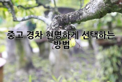 중고 경차, 현명하게 선택하는 방법