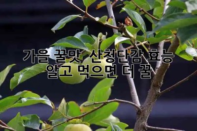 가을 꿀맛! 😋 산청단감 효능 알고 먹으면 더 꿀🍯